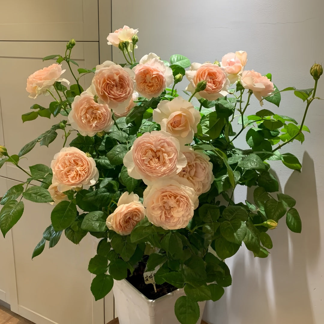 Ambridge Rose