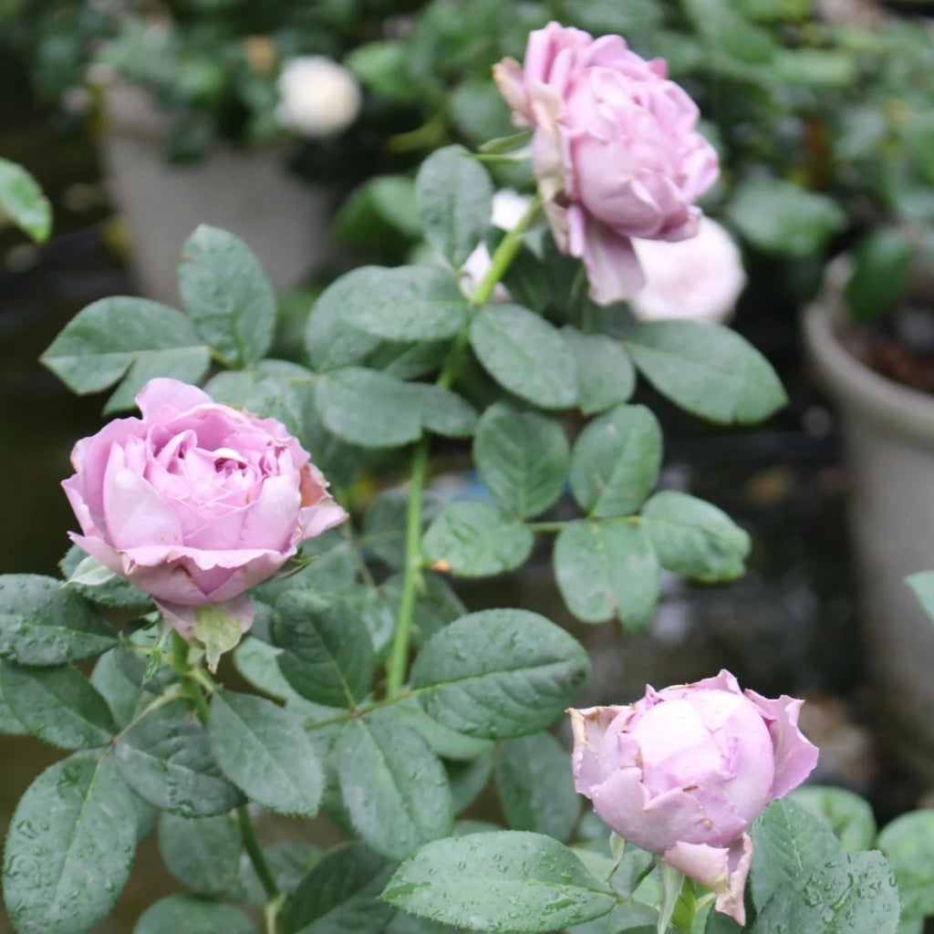 Amethyst Rose