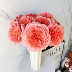 Amour de Molene Rose