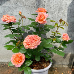 Amour de Molene Rose