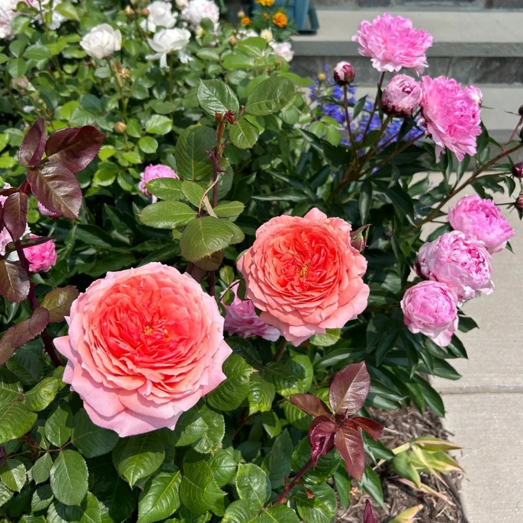 Amour de Molene Rose