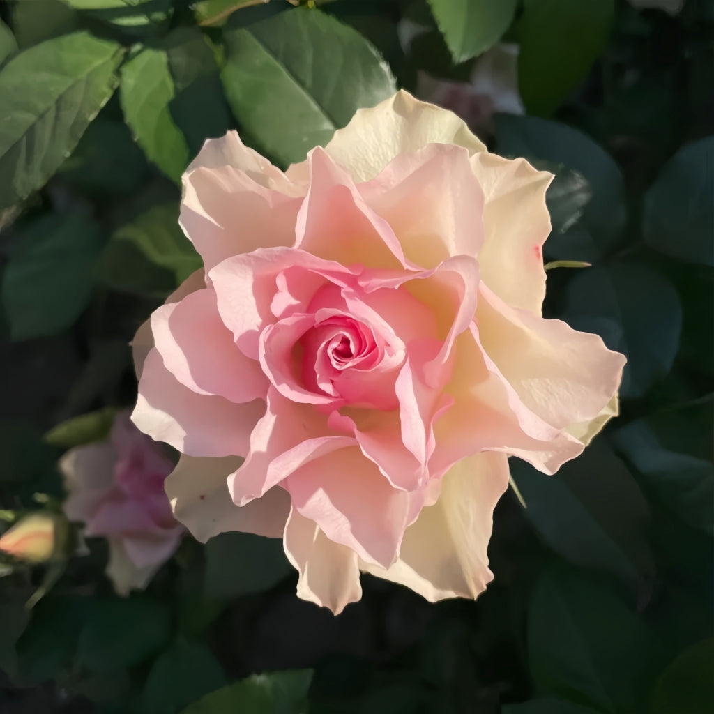 Angel Kiss Rose