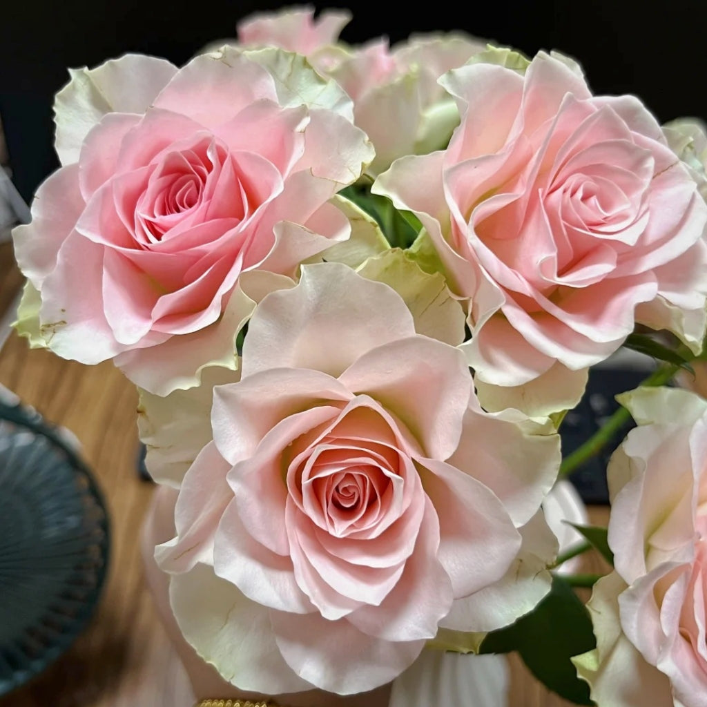 Angel Kiss Rose