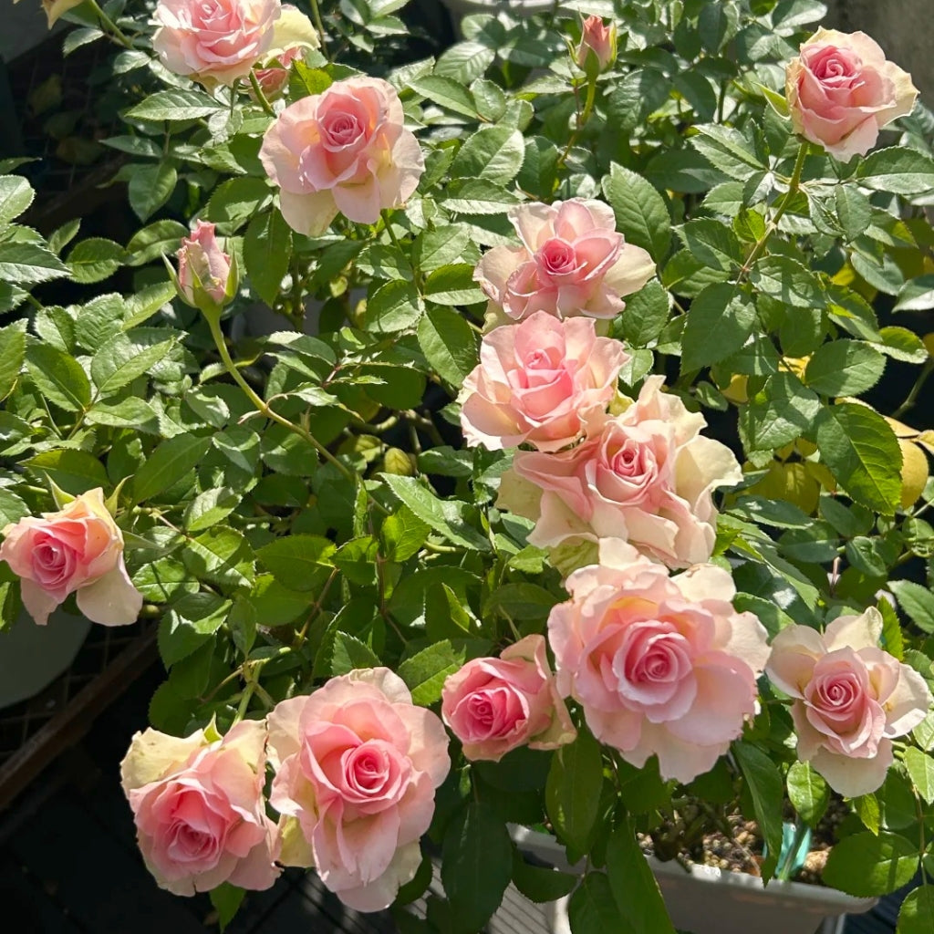 Angel Kiss Rose
