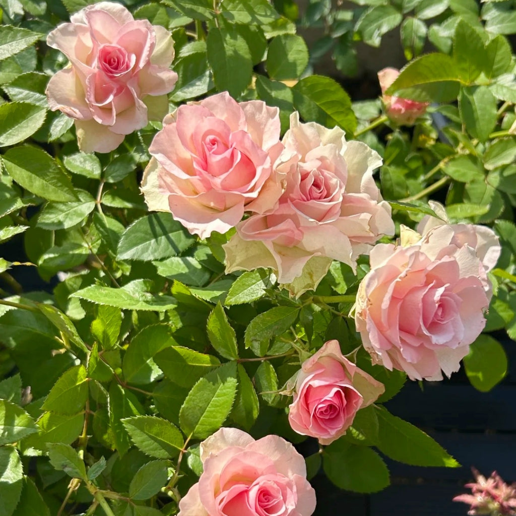 Angel Kiss Rose