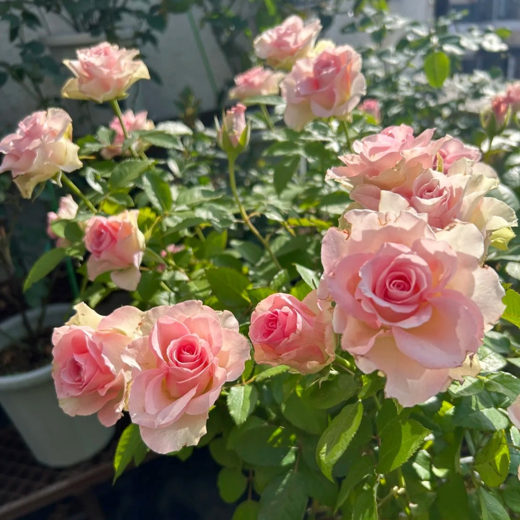 Angel Kiss Rose