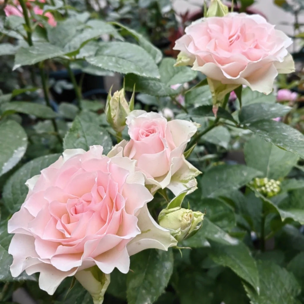 Angel Kiss Rose