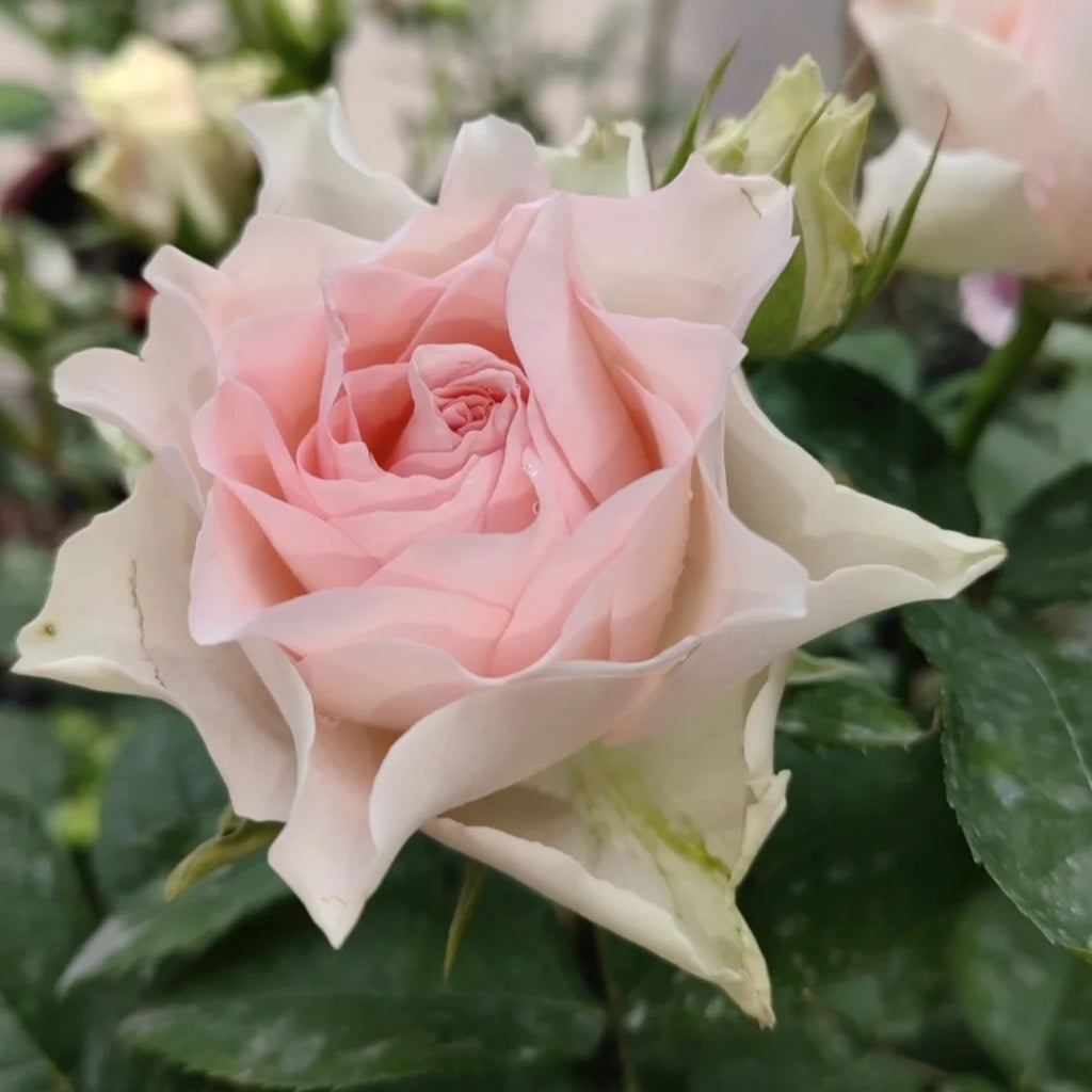 Angel Kiss Rose