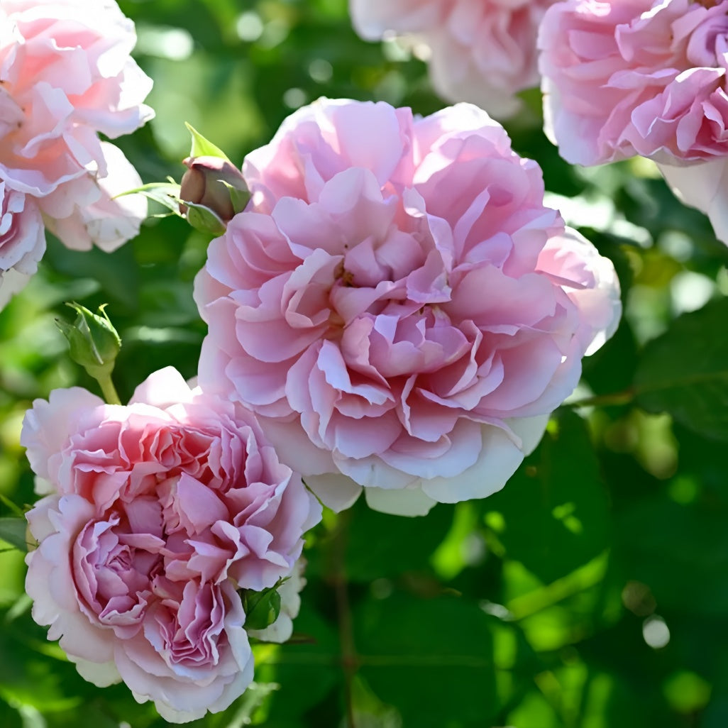 Annette Roses Flowers Antoinette Rose – Rosesplant