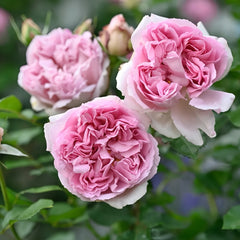 Tamaki Rose-环