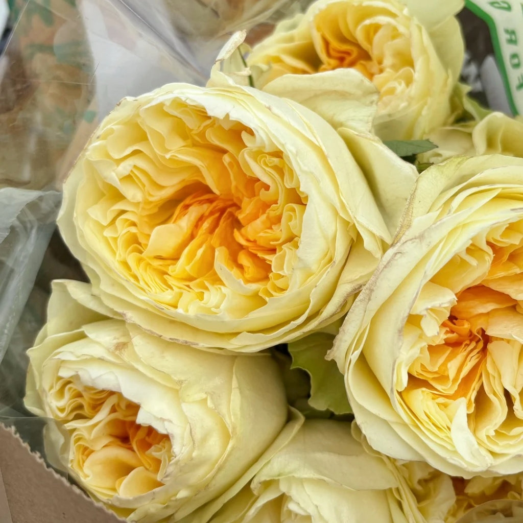 Antonia Garden Rose