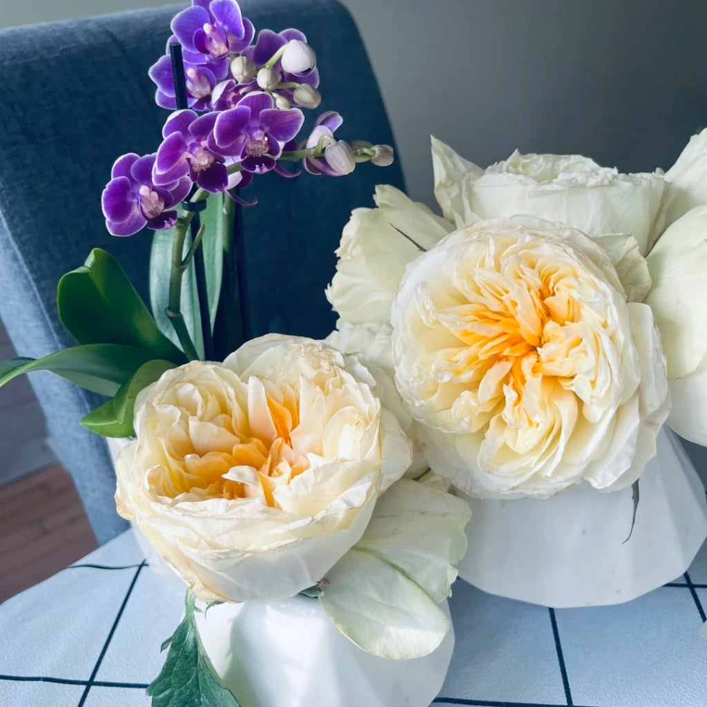 Antonia Garden Rose