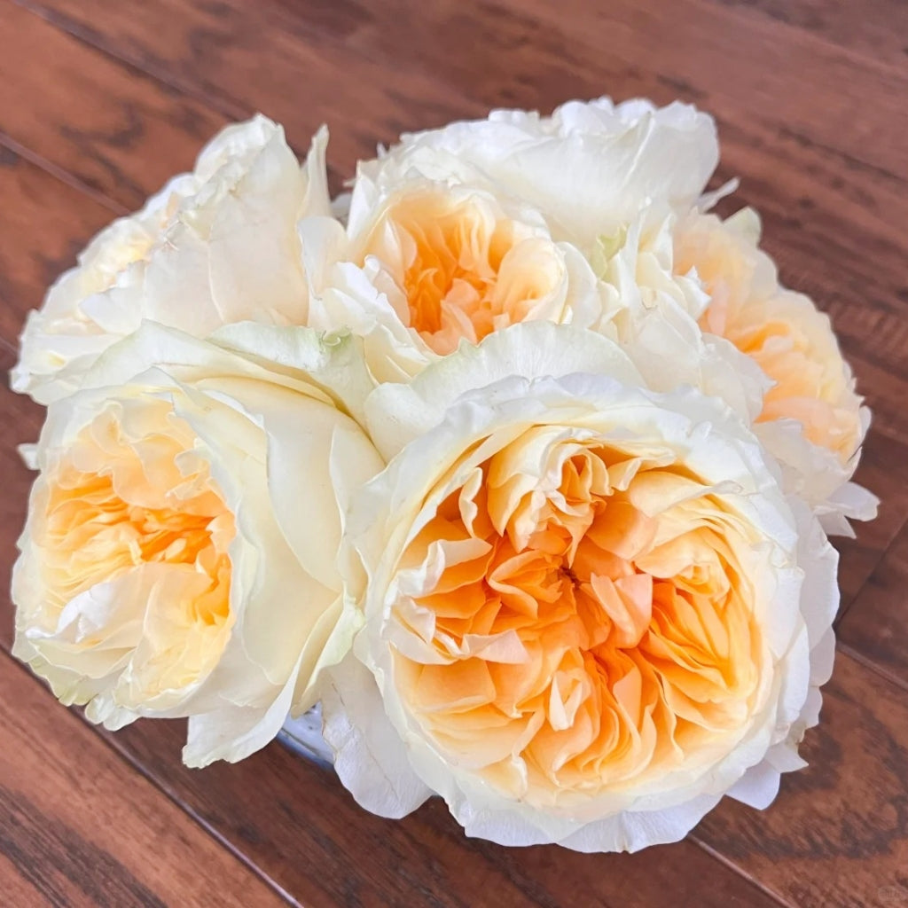 Antonia Garden Rose
