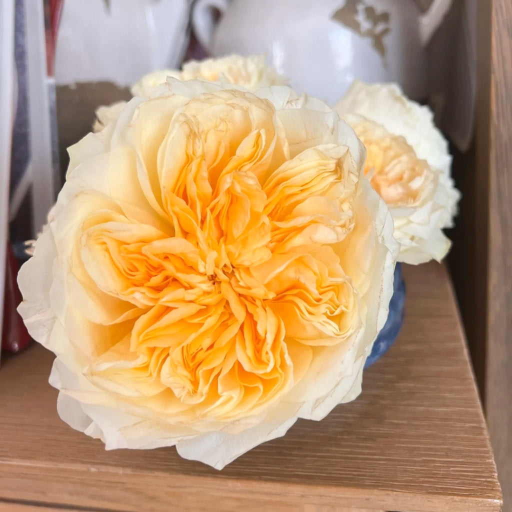 Antonia Garden Rose