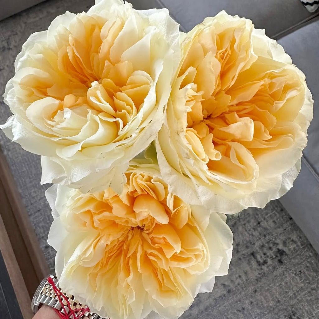 Antonia Garden Rose
