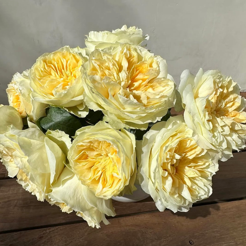 Antonia Garden Rose