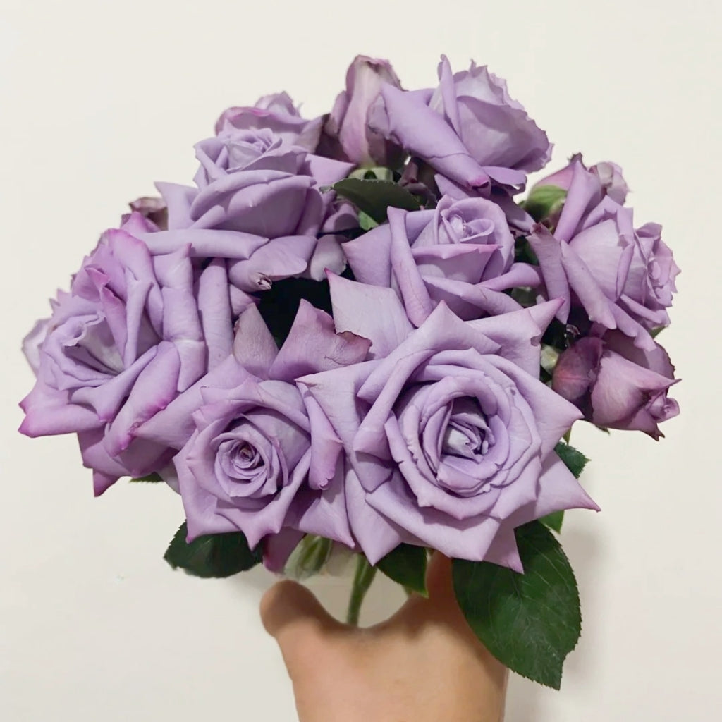 Applause Rose – Rosesplant