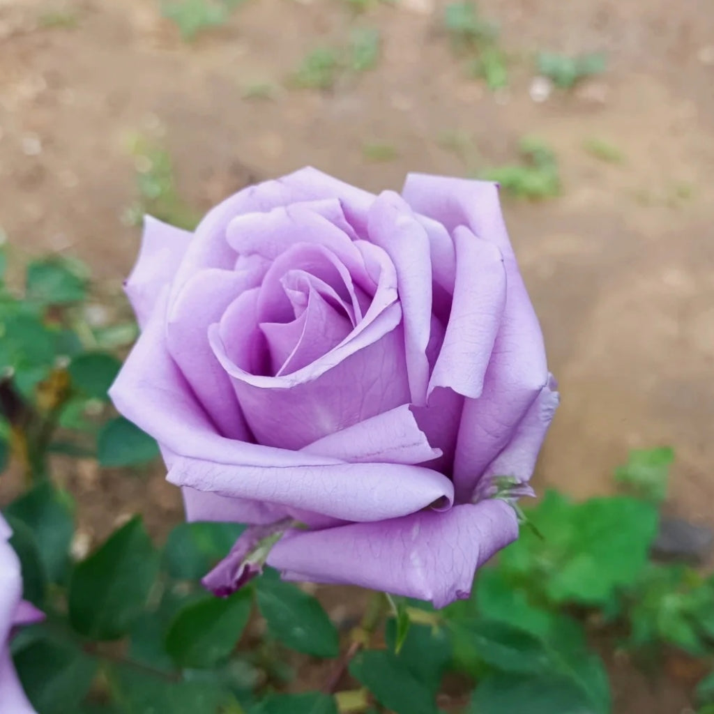 Applause Rose – Rosesplant