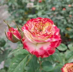 Apple Jack Rose
