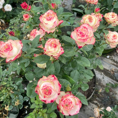 Apple Jack Rose