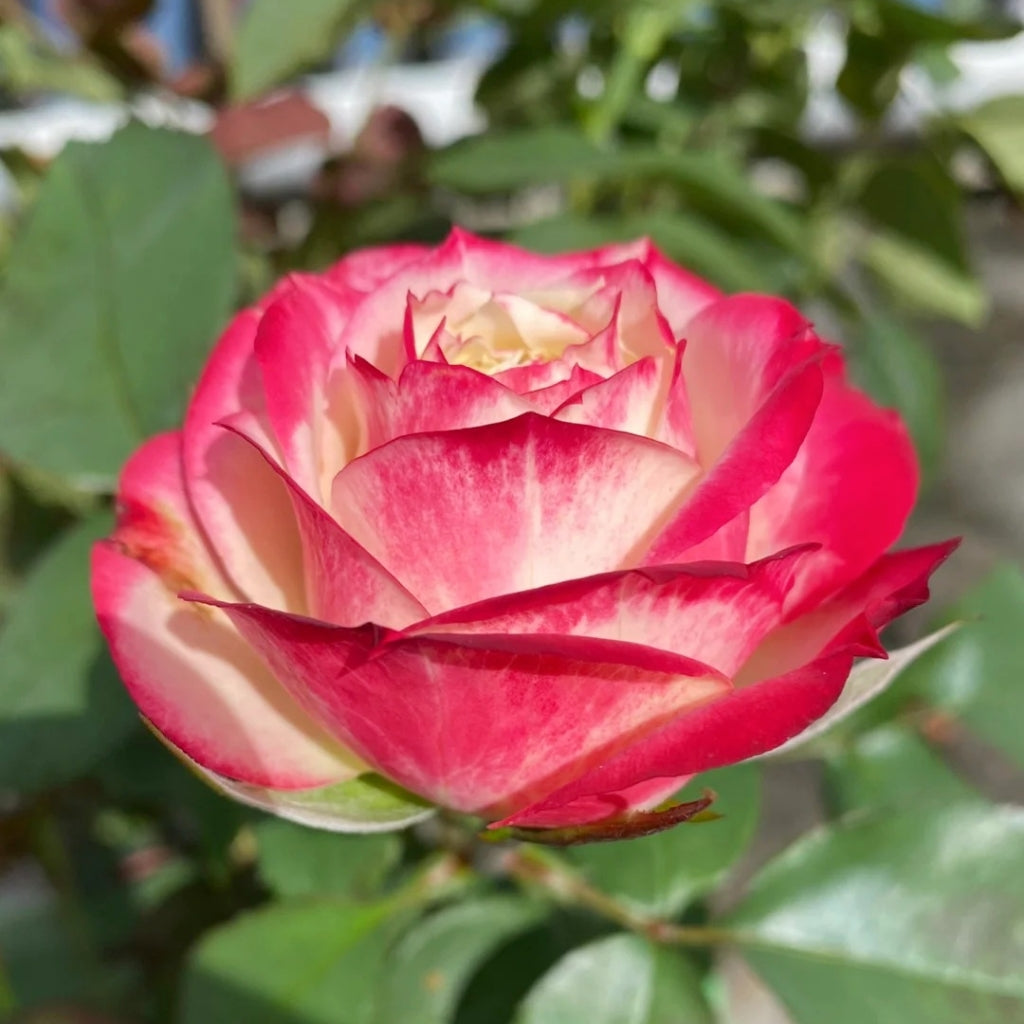 Apple Jack Rose