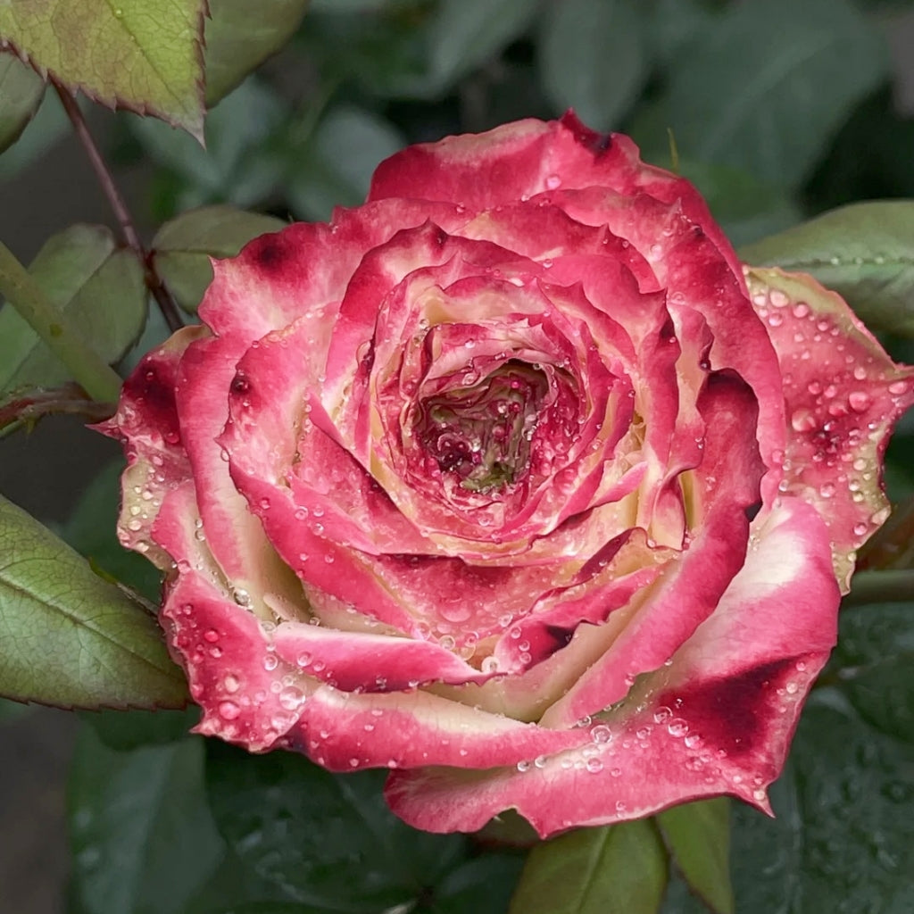 Apple Jack Rose