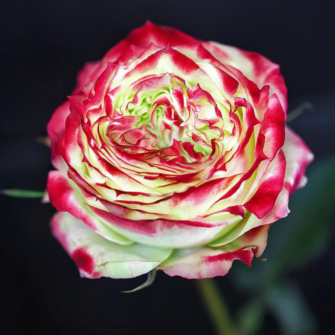 Apple Jack Rose