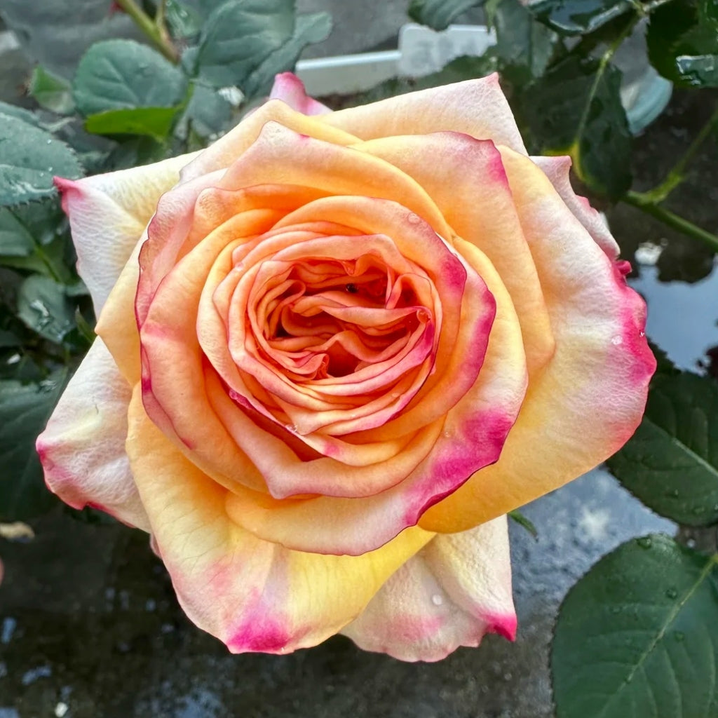 Apricot Queen Rose
