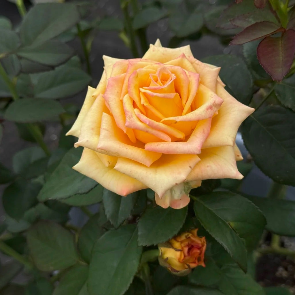 Apricot Queen Rose