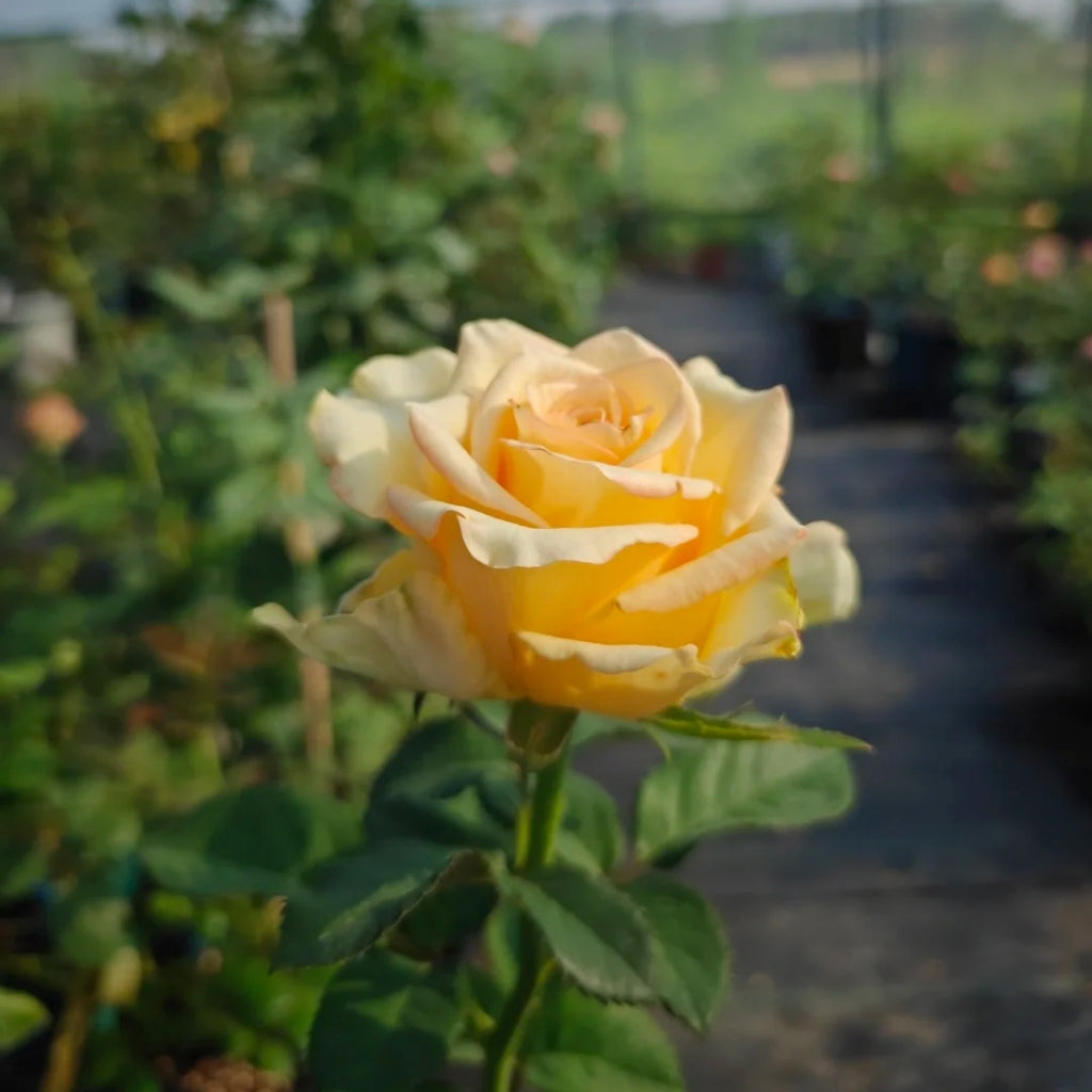 Apricot Queen Rose