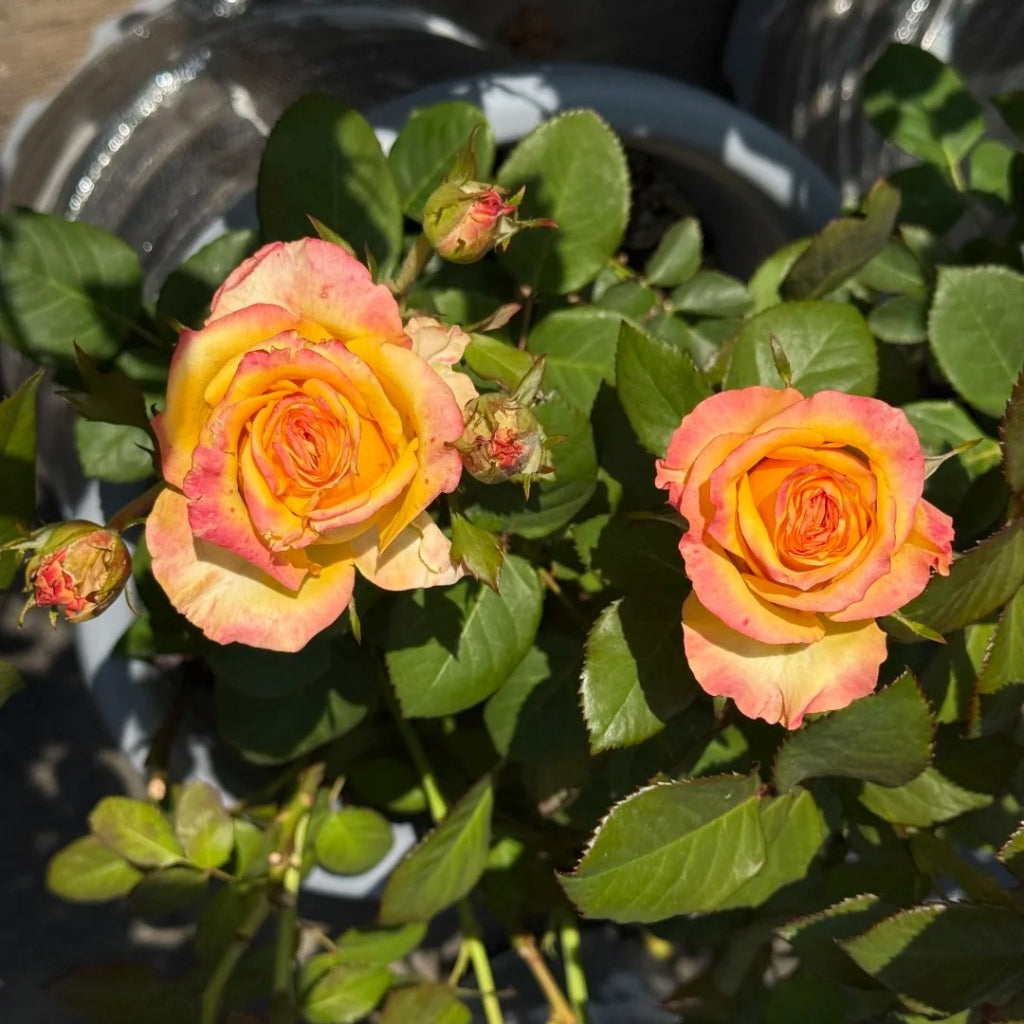 Apricot Queen Rose