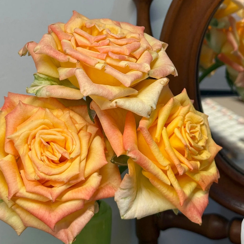 Apricot Queen Rose