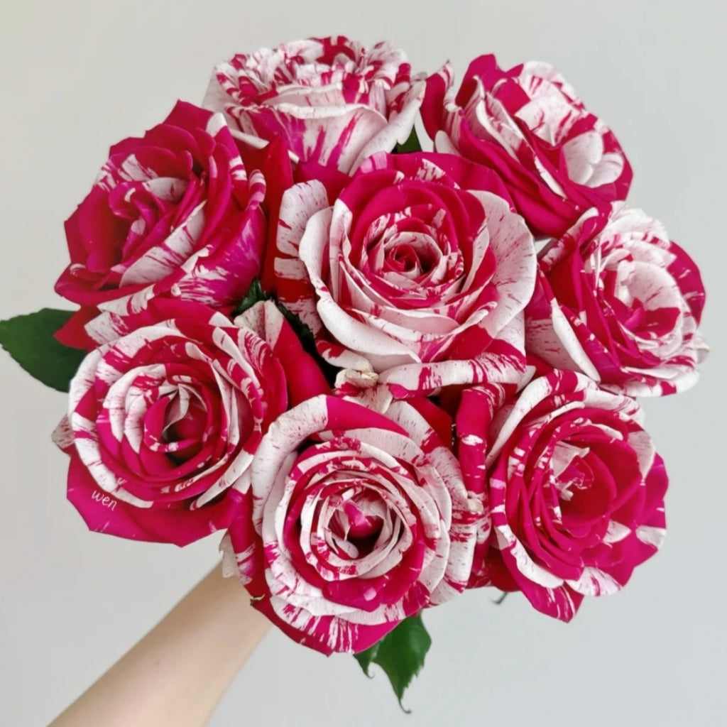 Aquarius Rose – Rosesplant
