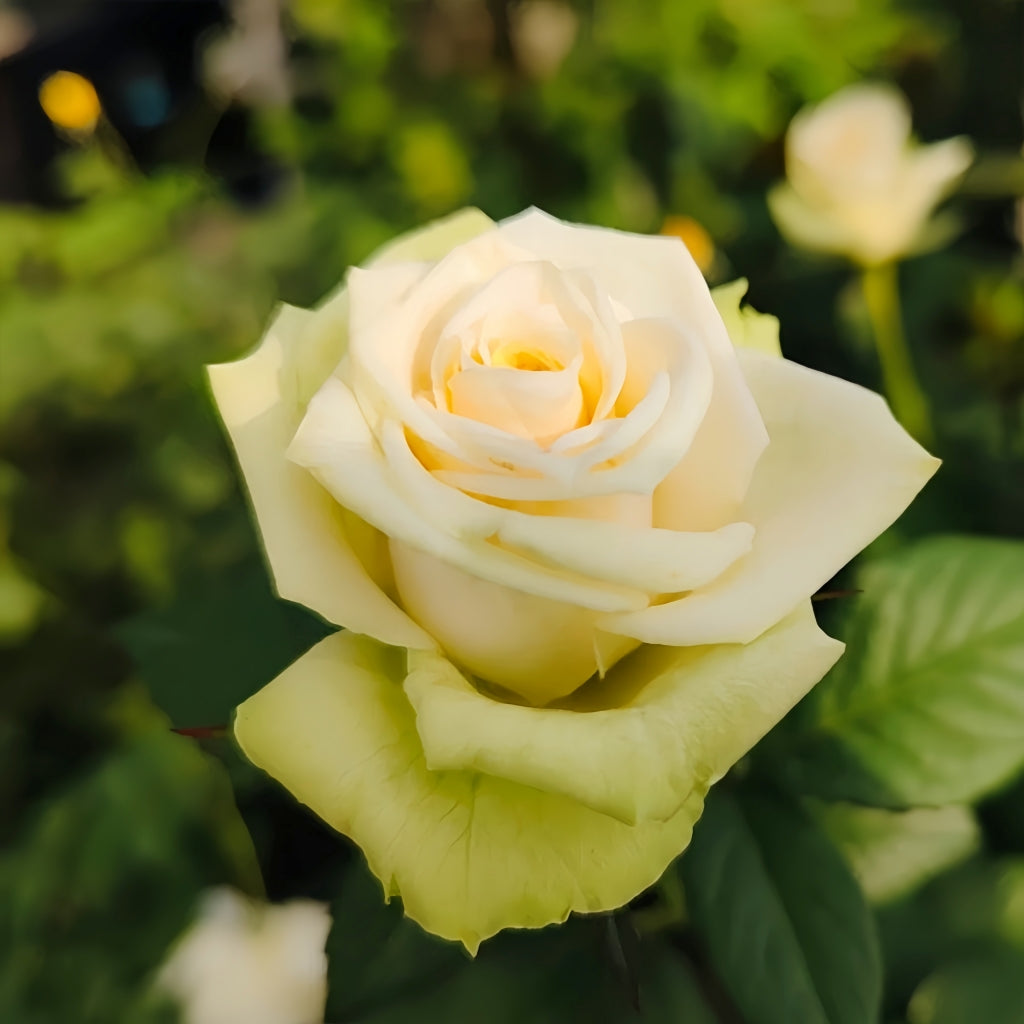 Athena Color Roses Athena Kordana Rose – Rosesplant