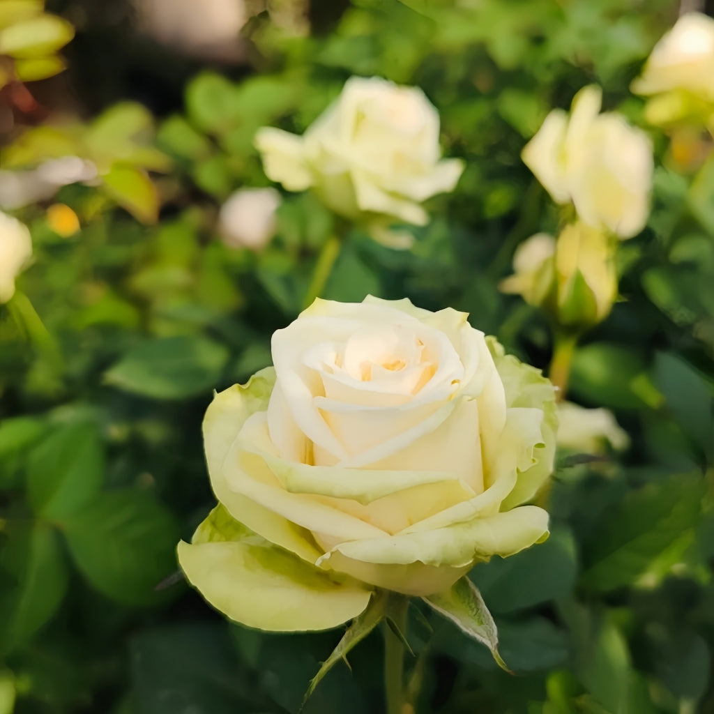 Athena Color Roses Athena Kordana Rose – Rosesplant