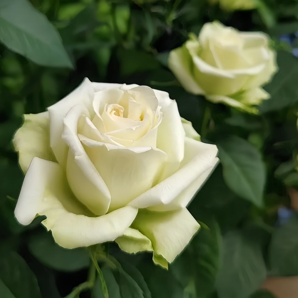 Athena Color Roses Athena Kordana Rose – Rosesplant