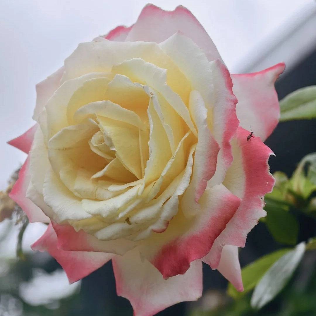 Athena Color Roses Athena Rose – Rosesplant