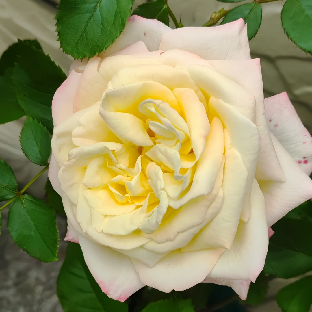 Athena Color Roses Athena Rose – Rosesplant