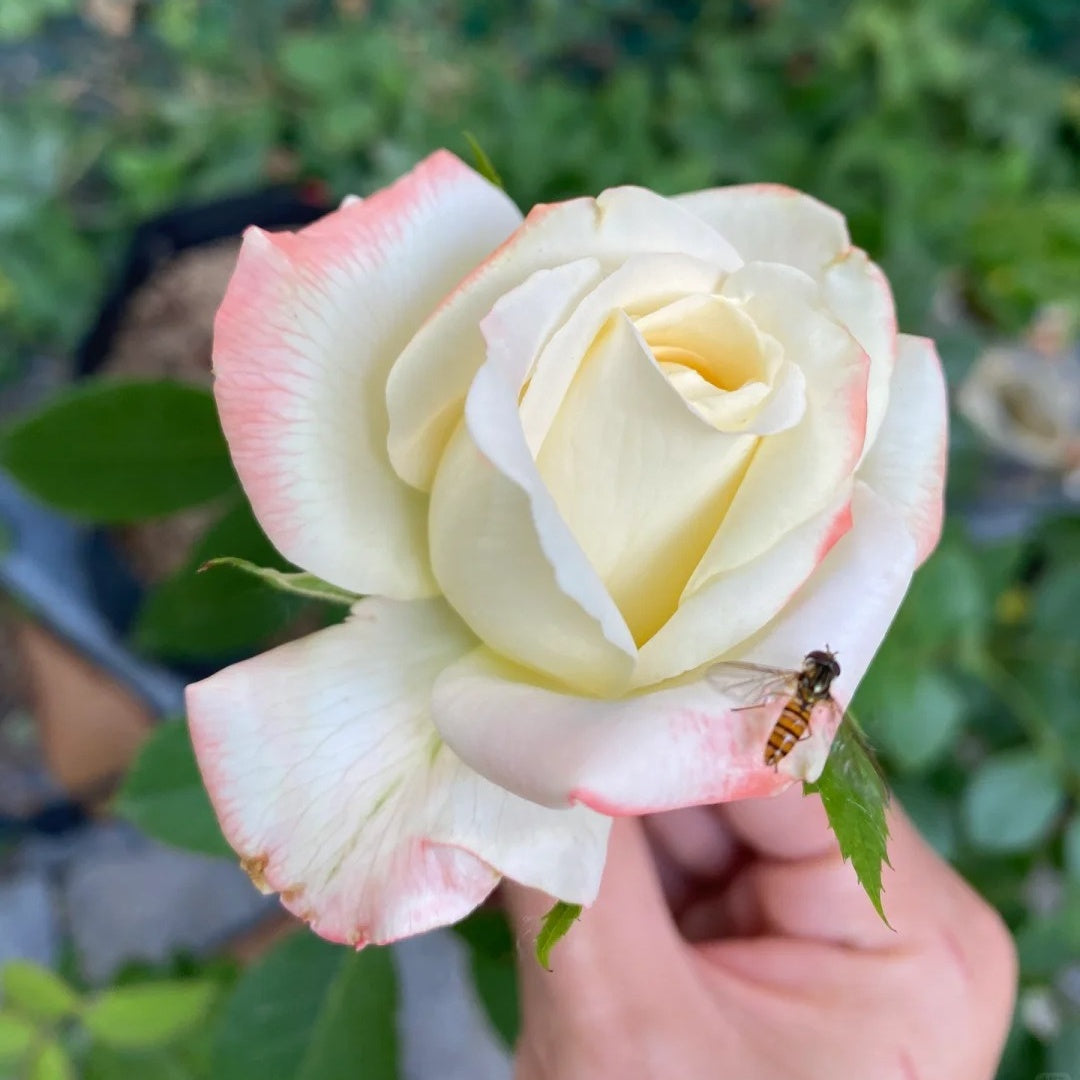 Athena Color Roses Athena Rose – Rosesplant