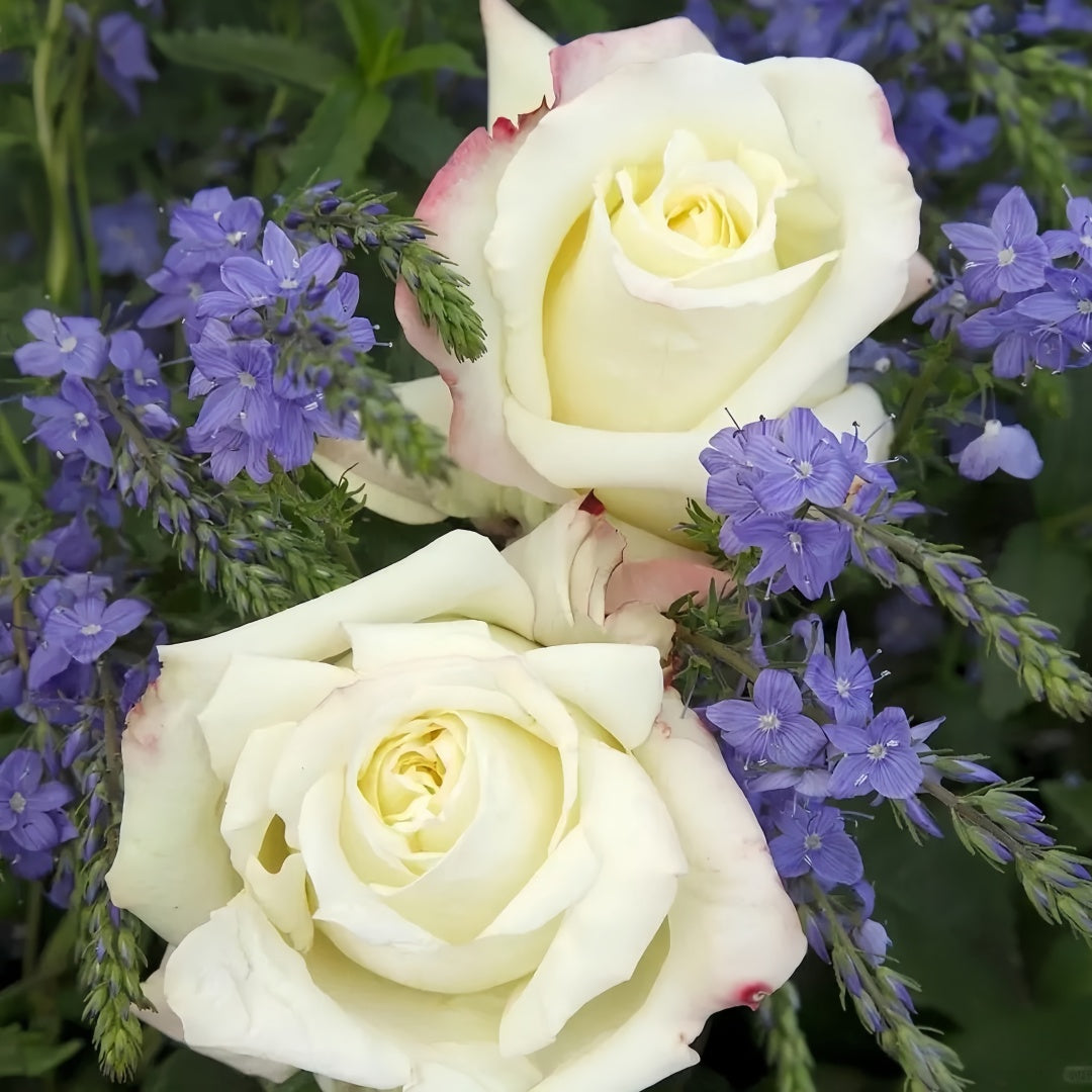 Athena Color Roses Athena Rose – Rosesplant