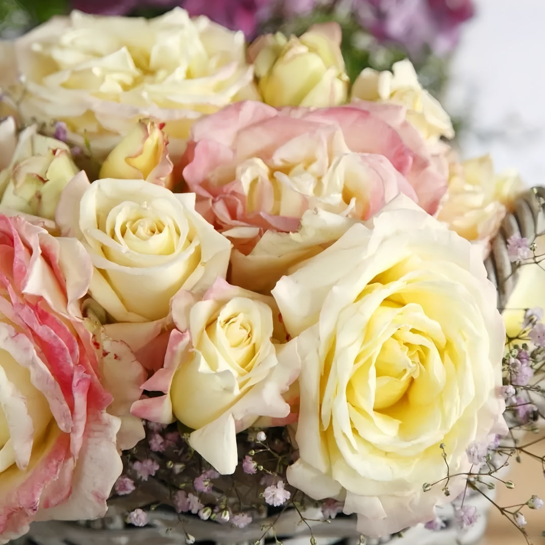 Athena Color Roses Athena Rose – Rosesplant