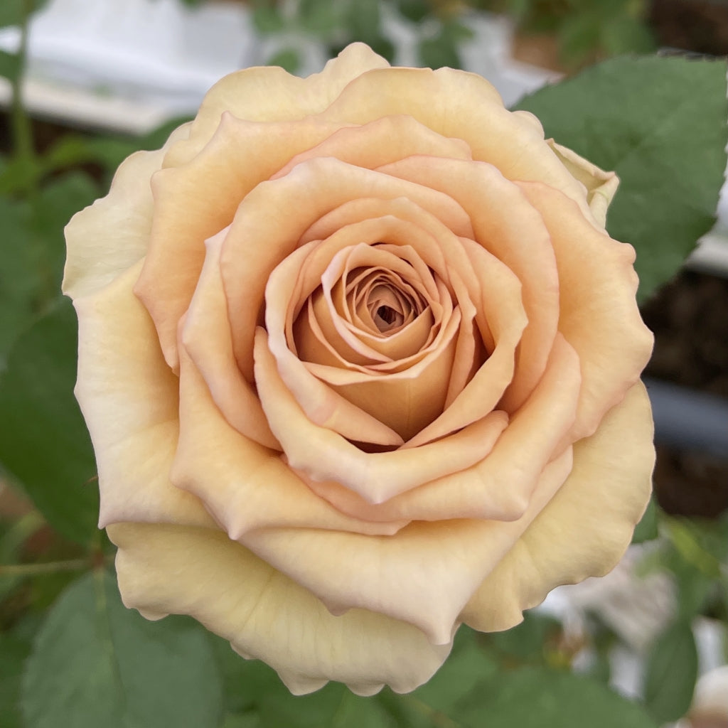 Bailey Rose – Rosesplant