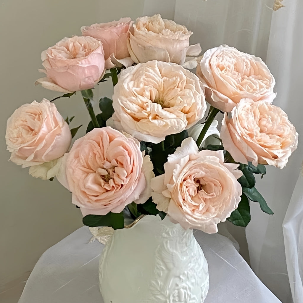 Bailitian Rose