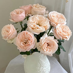 Bailitian Rose