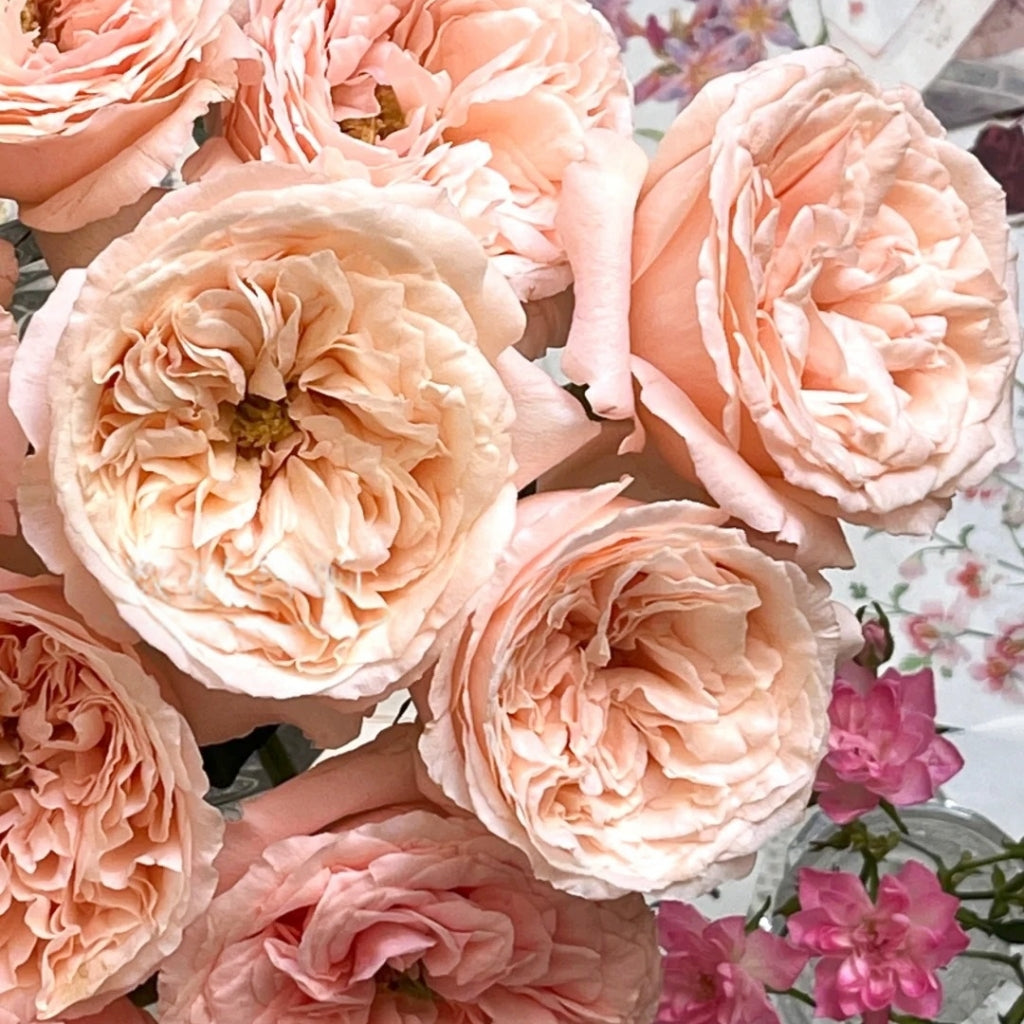 Bailitian Rose