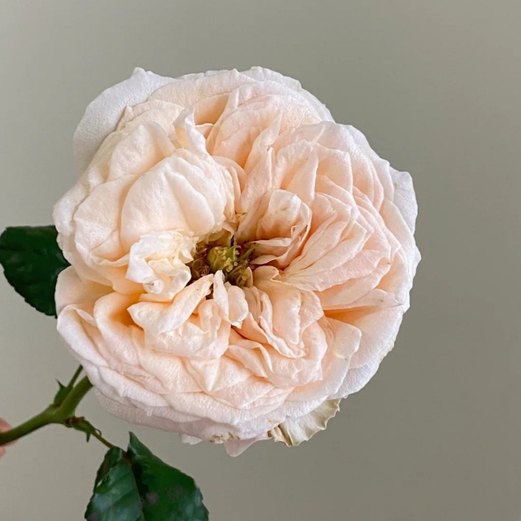 Bailitian Rose