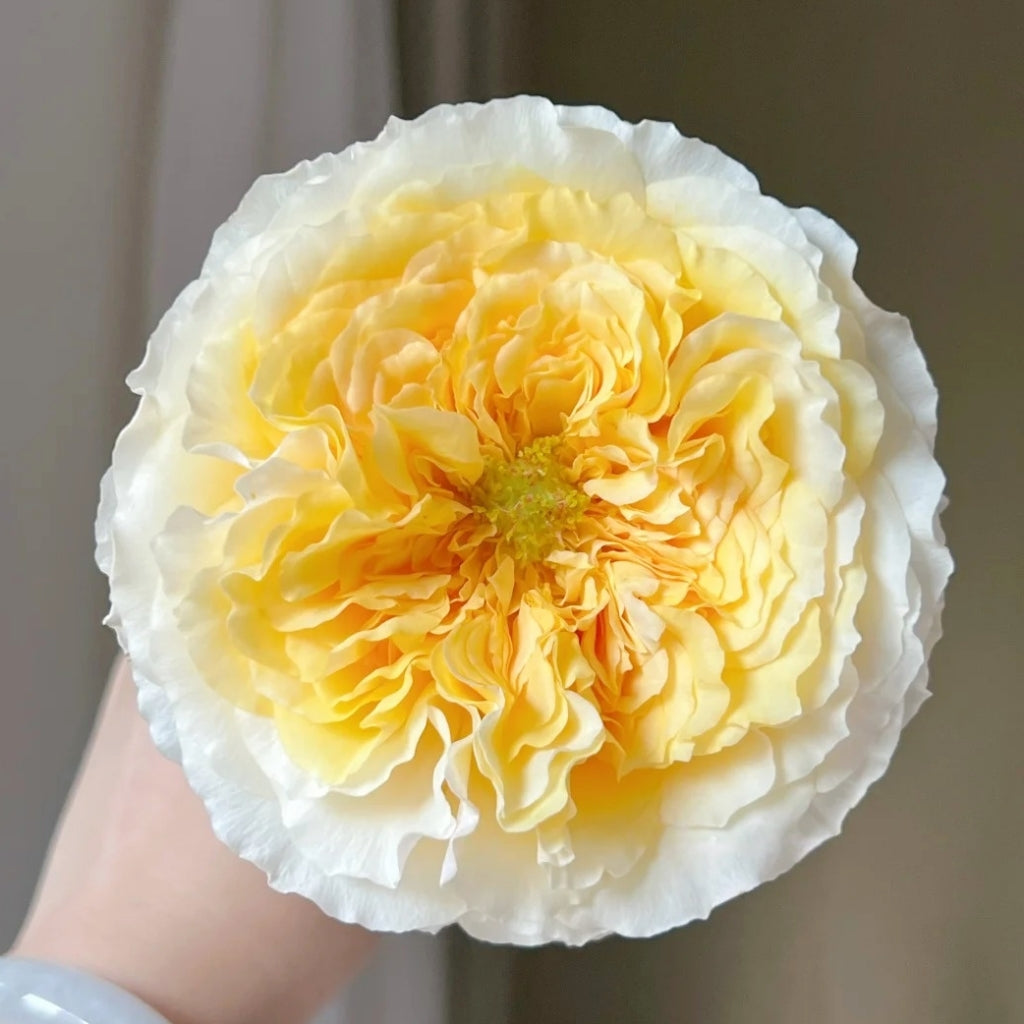 Beatrice rose single bloom with white outer petals and golden-yellow center