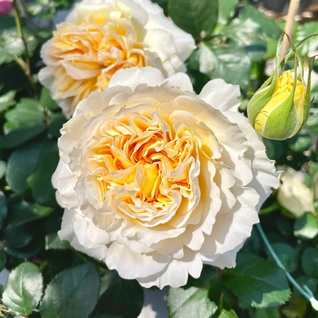 Beatrice rose with yellow center and white petals, growing in sunny garden at RosesPlant