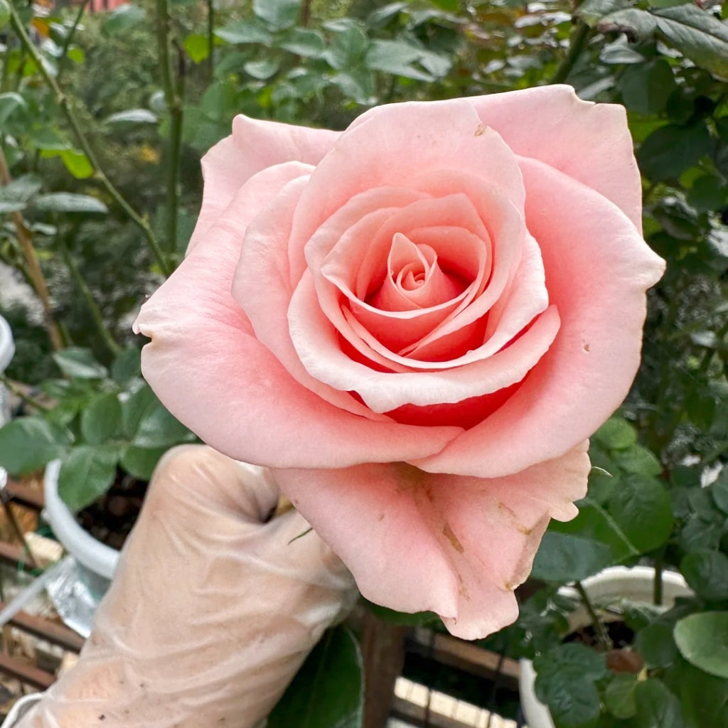 Believed Roses Believe in Pink Rose Plant – Soft Pink Cut Rose with Fruity Fragrance ...