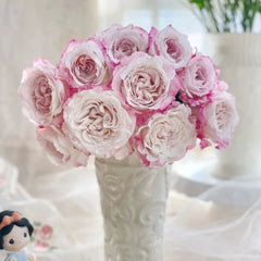 Bella Linda Fairy Rose